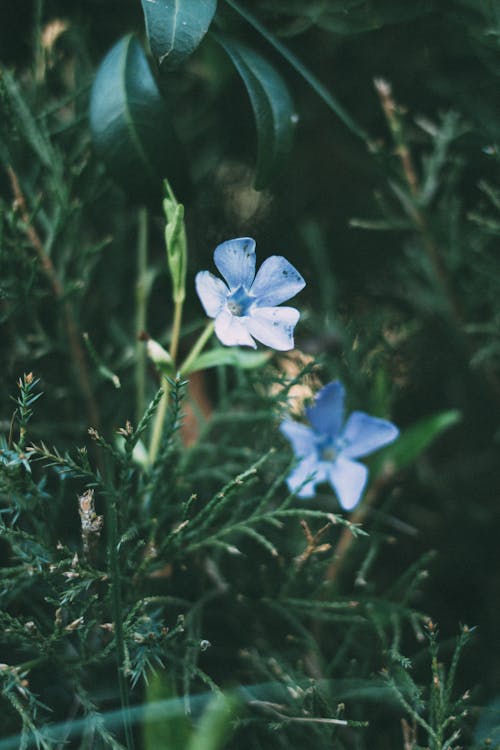 Close up of Flowers