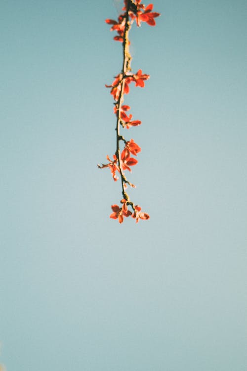 Close up of Twig against Sky