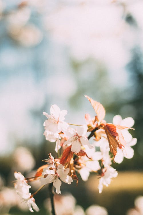 Close-up of a Cherry Blossom Twig