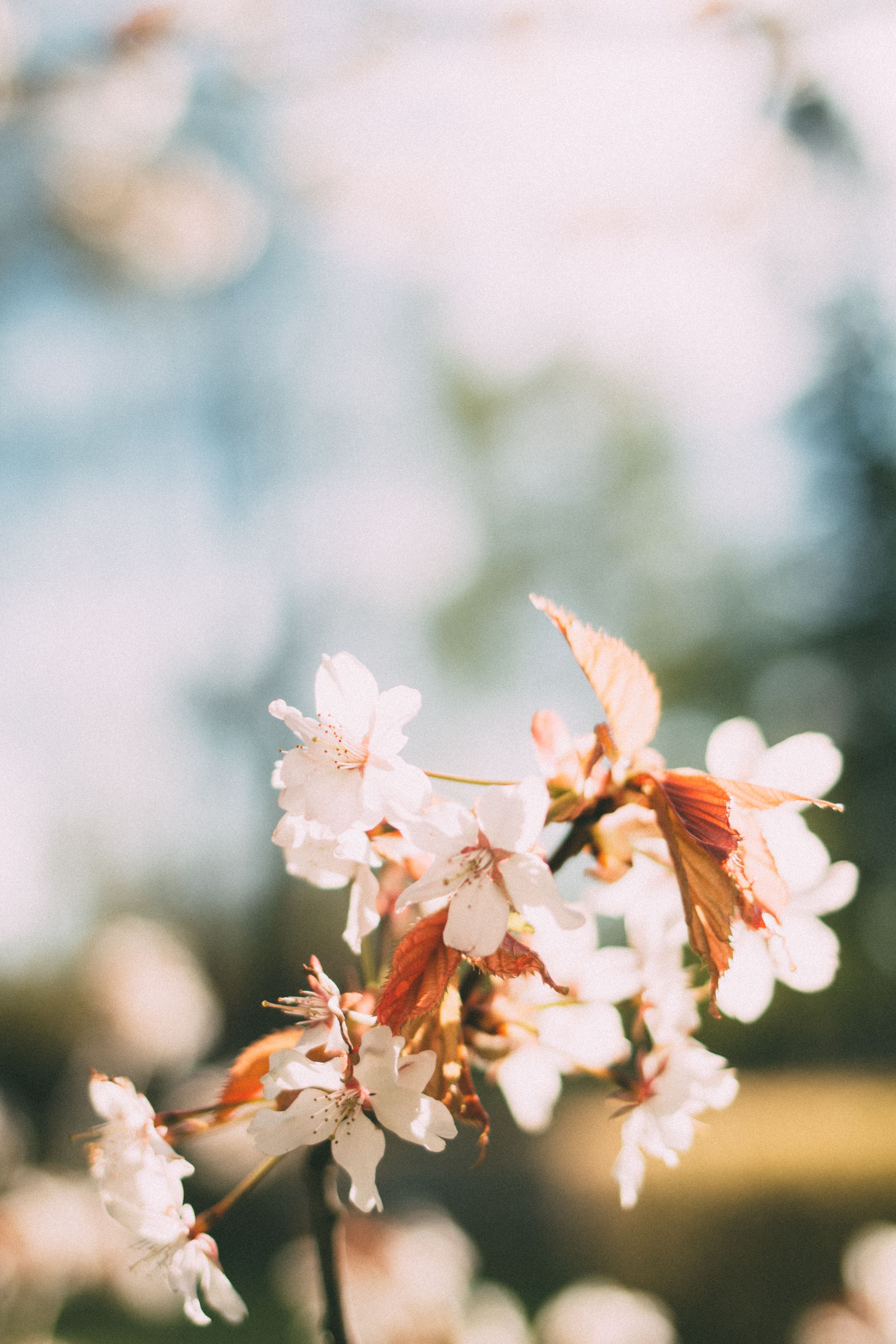 Man and Girl Standing Under a Cherry Blossom Tree · Free Stock Photo