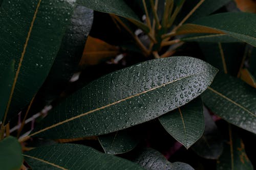 Free From above of dark green leaf with water drops and straight vein on surface with spiky edge growing in park Stock Photo