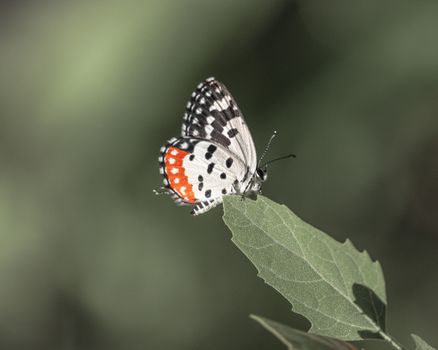 Side view of bright butterfly with blots on wings and thin antennae resting on green leaf edge in summertime