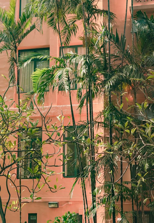 Darmowe zdjęcie z galerii z budynek betonowy, liście palmowe, pionowy strzał