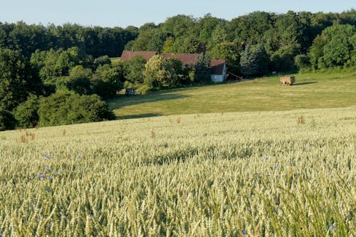 Free stock photo of agrarland, bauernhof, bauernhof feld