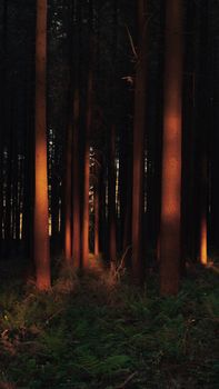 A moody forest landscape with sunlit tree trunks casting dramatic shadows.