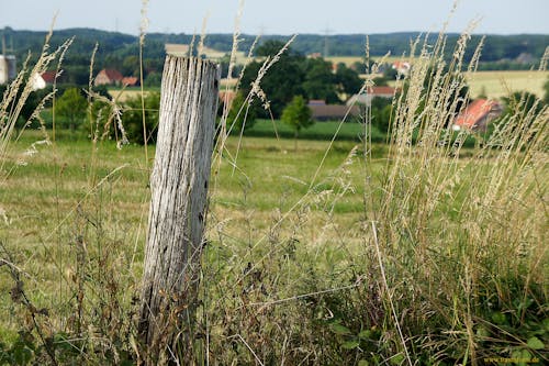 Free stock photo of agrarland, dorf, gras