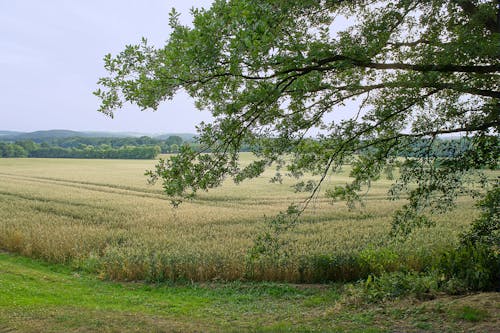 Free stock photo of agrarland, baum, gerstenfeld