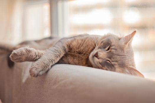 一只安静的灰色猫舒适地睡在靠窗的沙发上，在室内享受着慵懒的一天