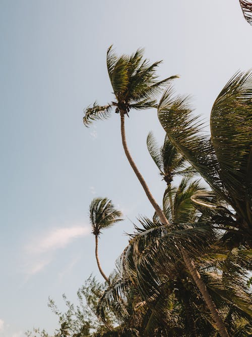 Kostenloses Stock Foto zu aufnahme von unten, groß, kokosnussbäume