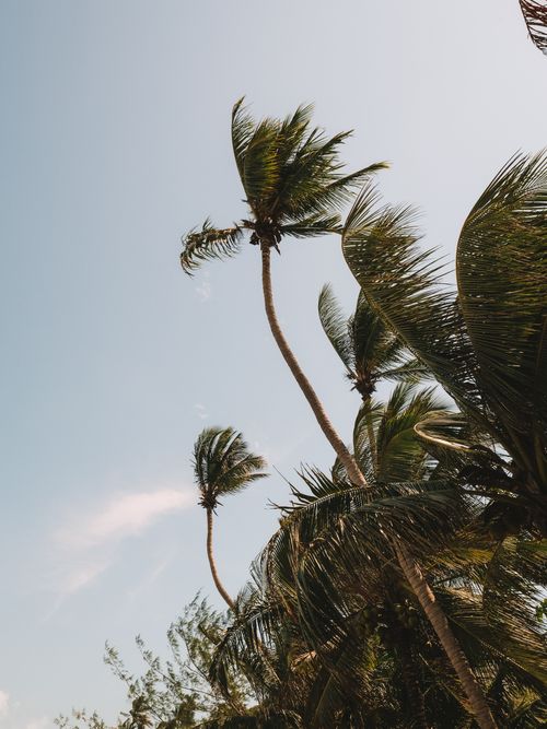Free Tall palm trees swaying against a clear sky in Krabi, Thailand. Perfect tropical scene. Stock Photo