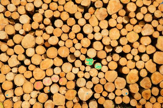Close-up of stacked round wood logs displaying natural textures in Bissendorf, Germany.
