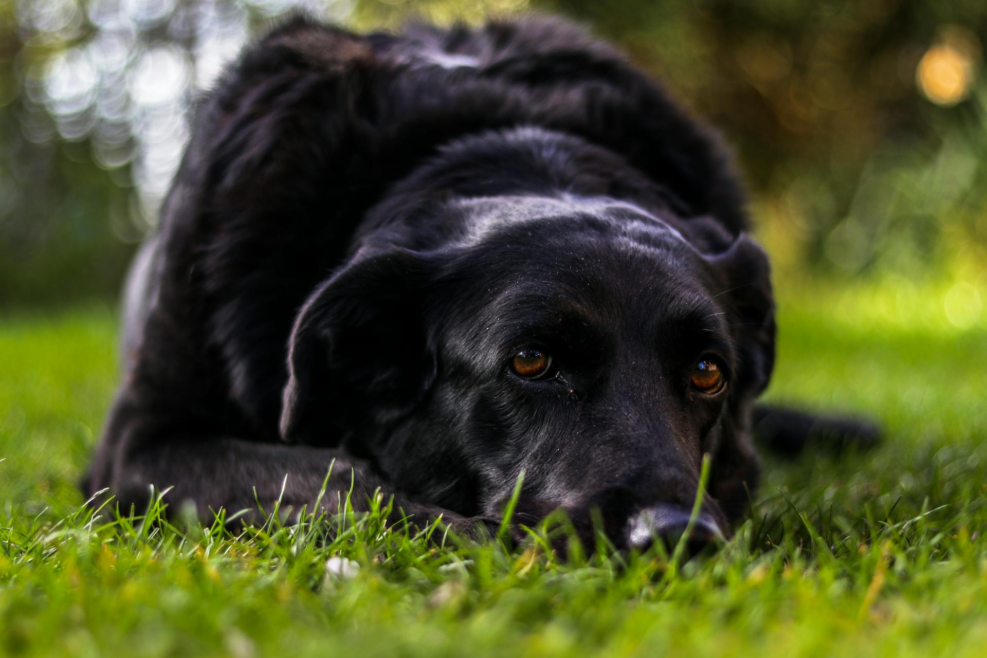 Selective Focus Photo of a Black Labrador Retriever Lying on Green Grass