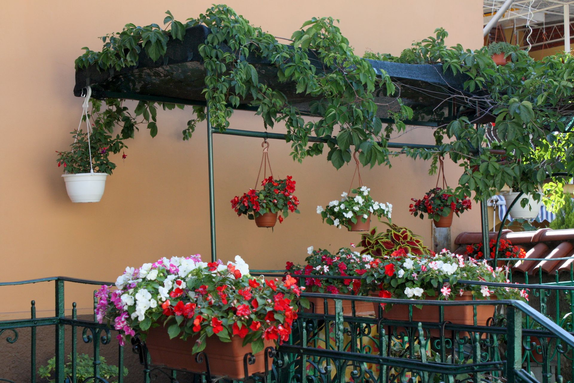 Garden with colorful blooming flowers and climbing plants in pots near building wall and fence in summer