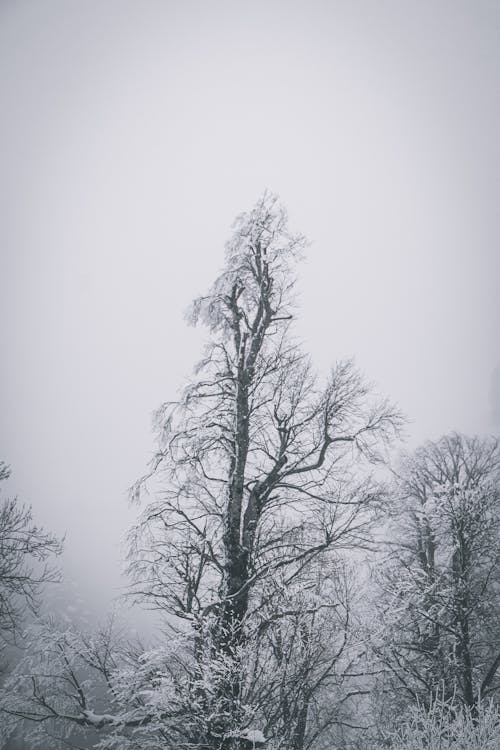 Foto profissional grátis de árvores sem folhas, filiais, inverno