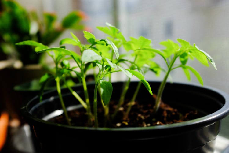 Urban Oasis: Mastering Apartment Gardening Basics thumbnail