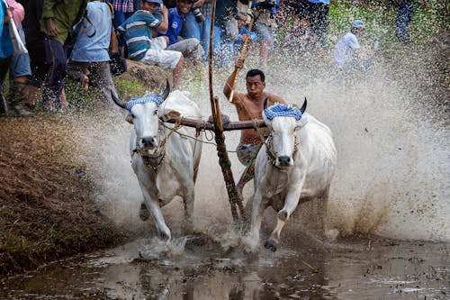 Immagine gratuita di animale, fango, galoppo