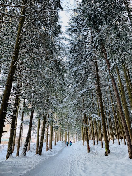 Foto profissional grátis de aconselhamento, árvores, com frio