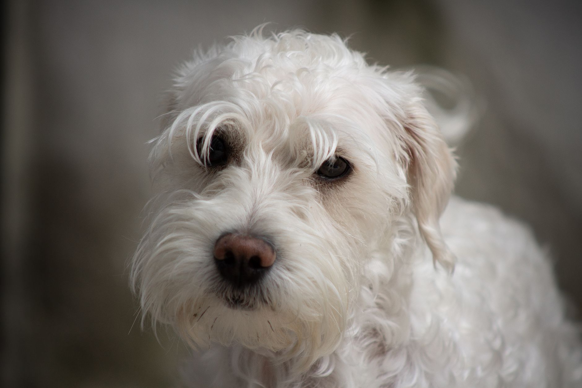 Veterinary care for a dog