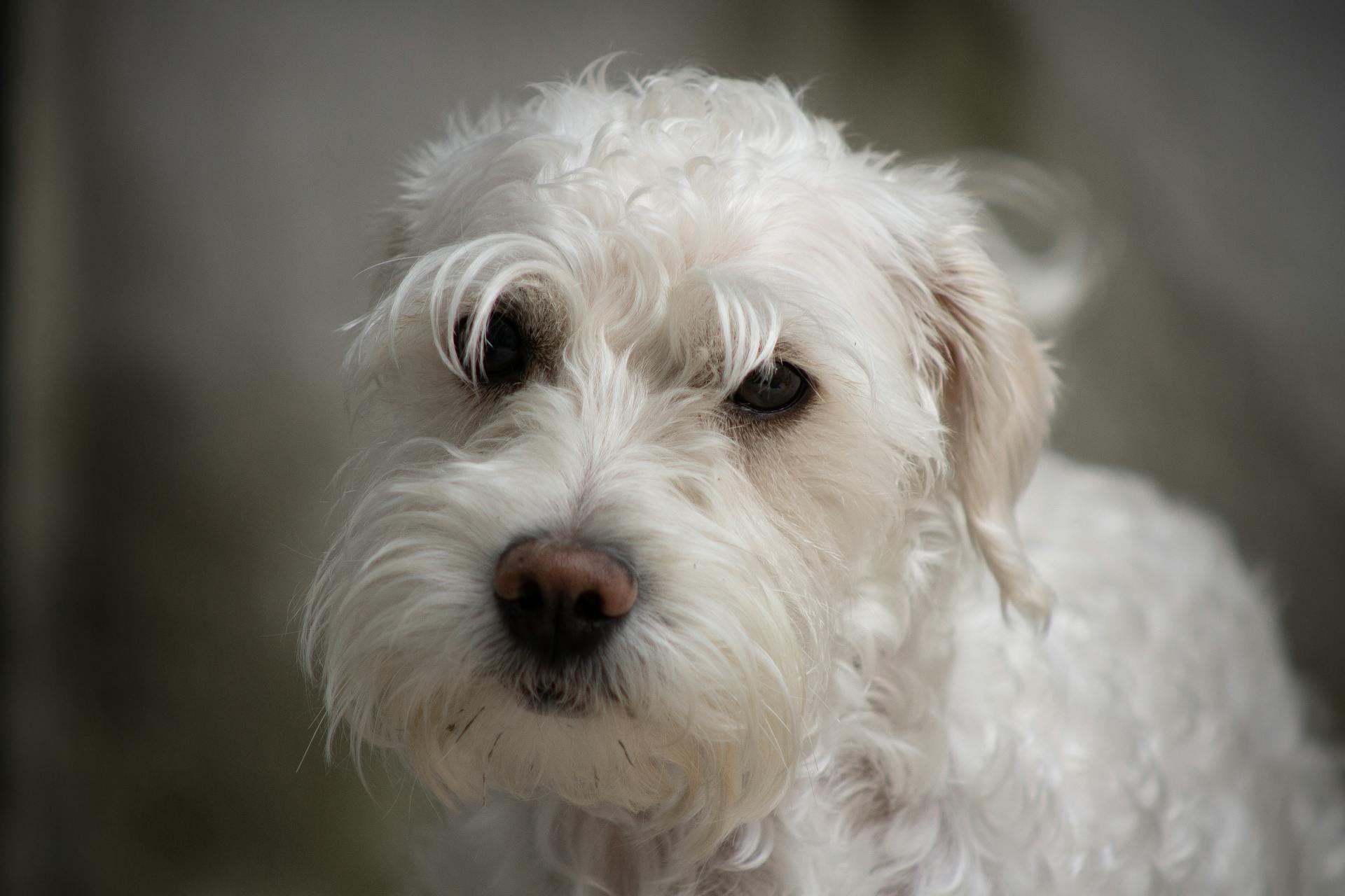 Selective Focus Photo of a White Terrier Dog