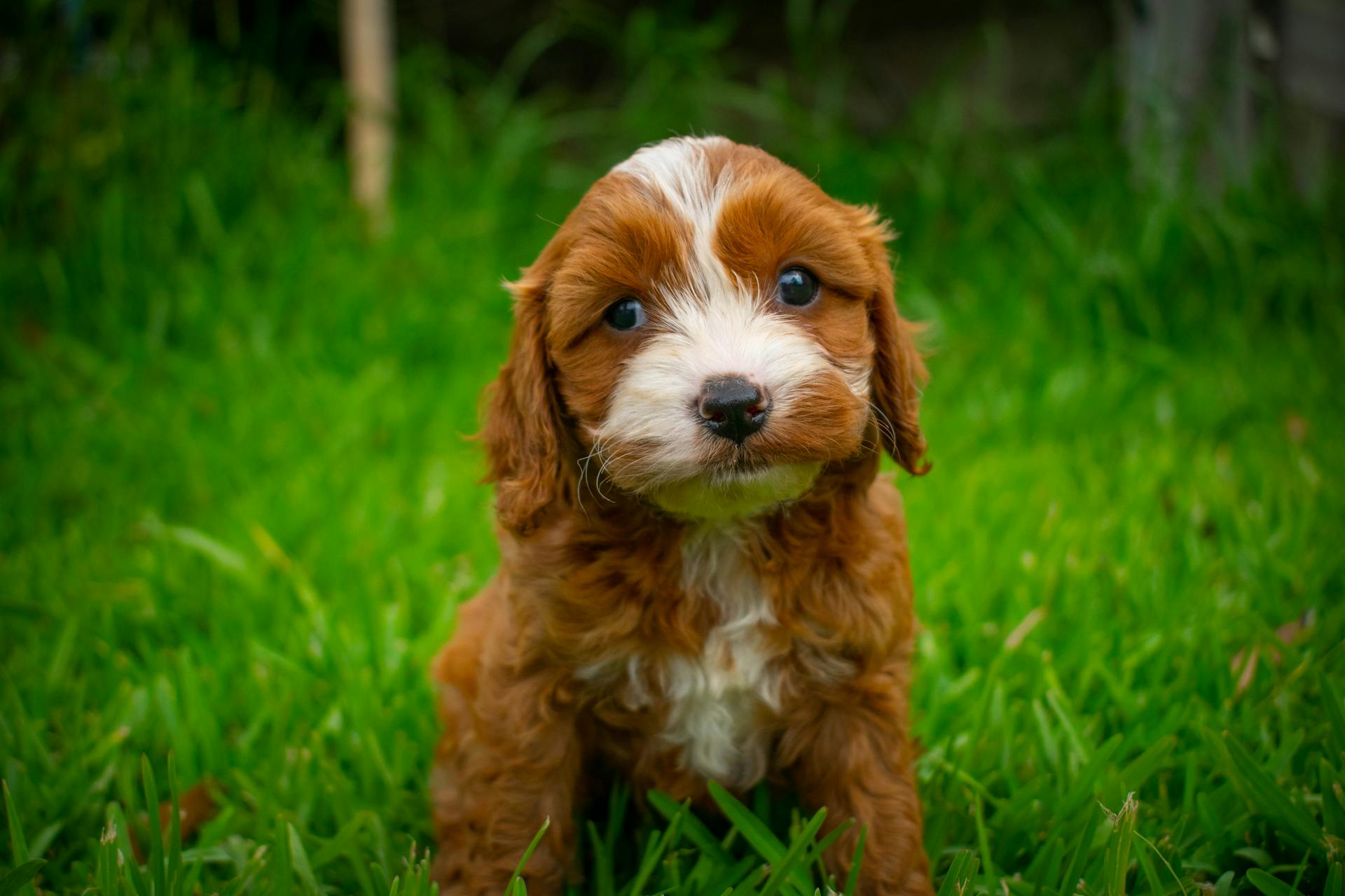 Bruine en witte langharige hond op groen gras