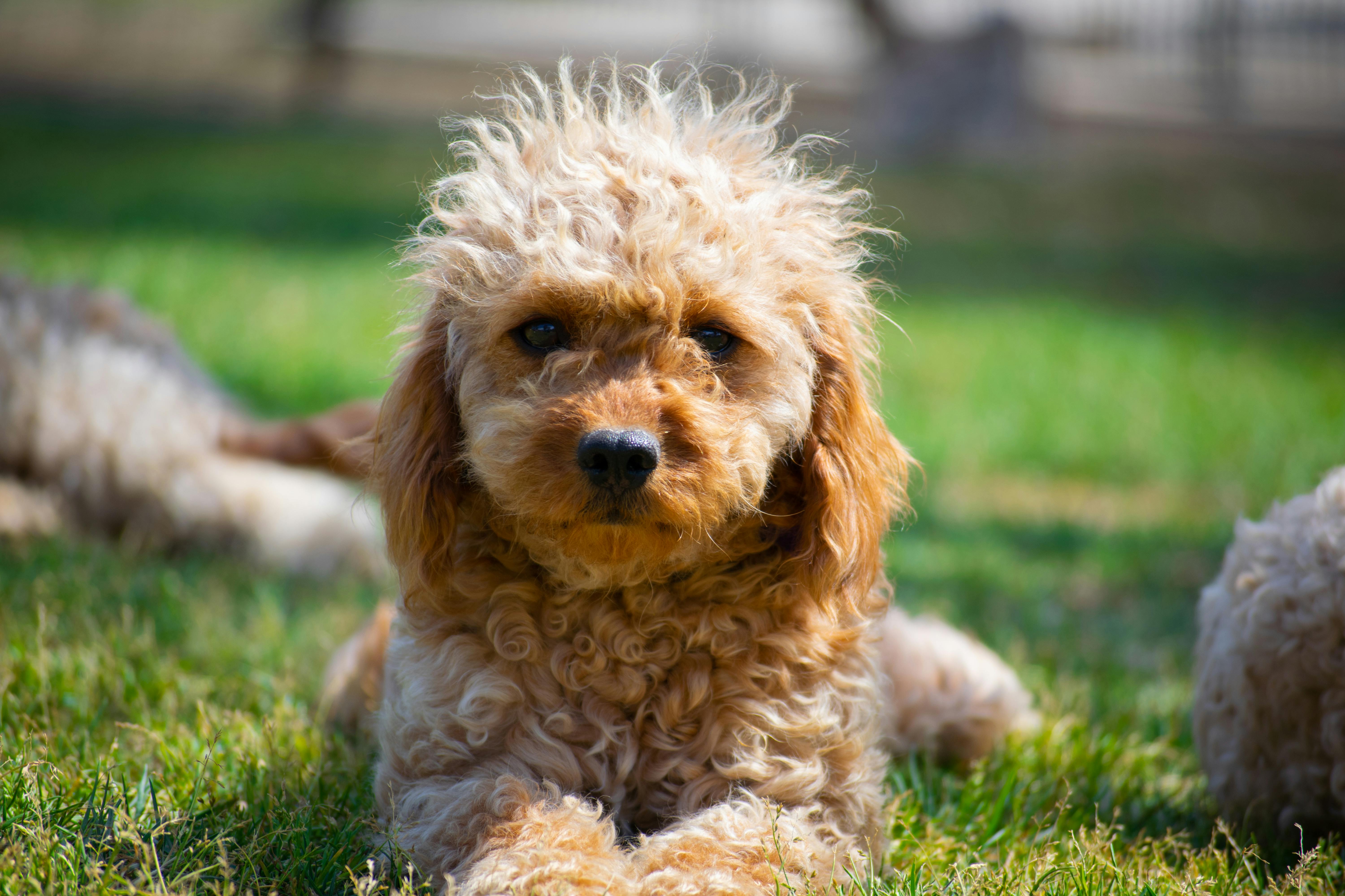 Toy poodle for sale https://pottyregisteredpuppies.com/