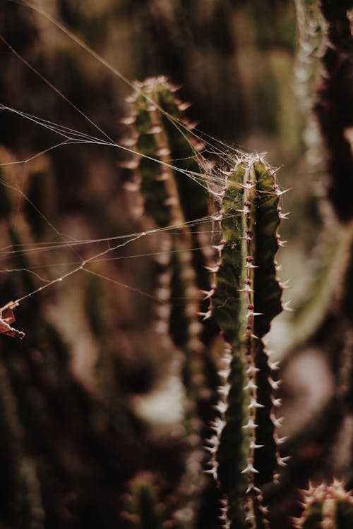 Cactus Plant with Spider Web in Close Up Photography