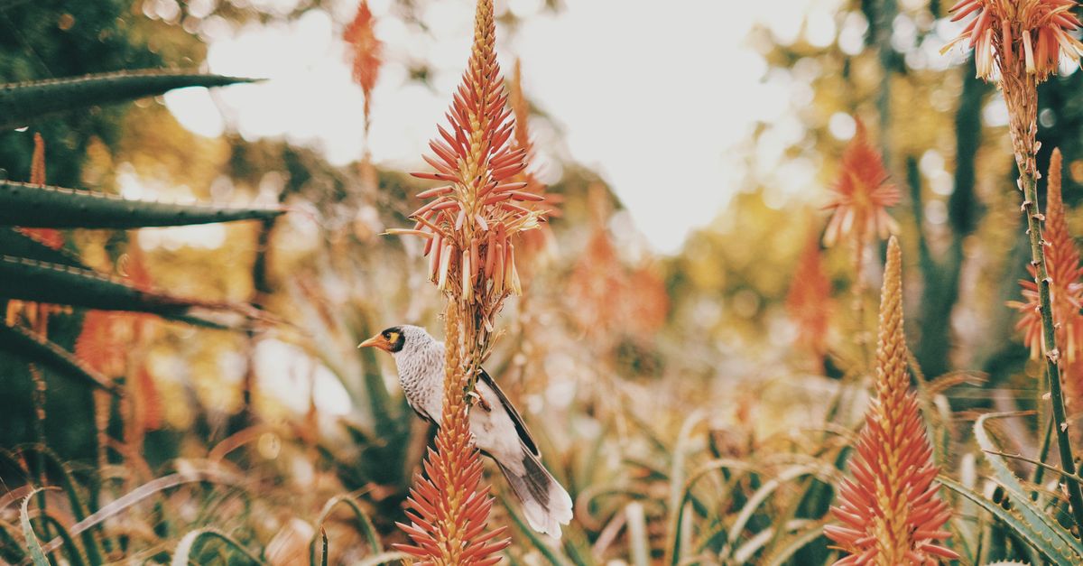 Come Creare un Giardino Sostenibile: Idee e Consigli