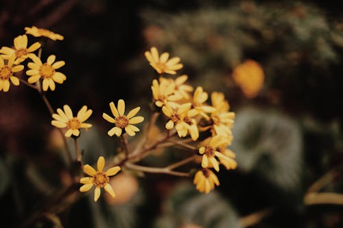 Yellow Flowers in Tilt Shift Lens