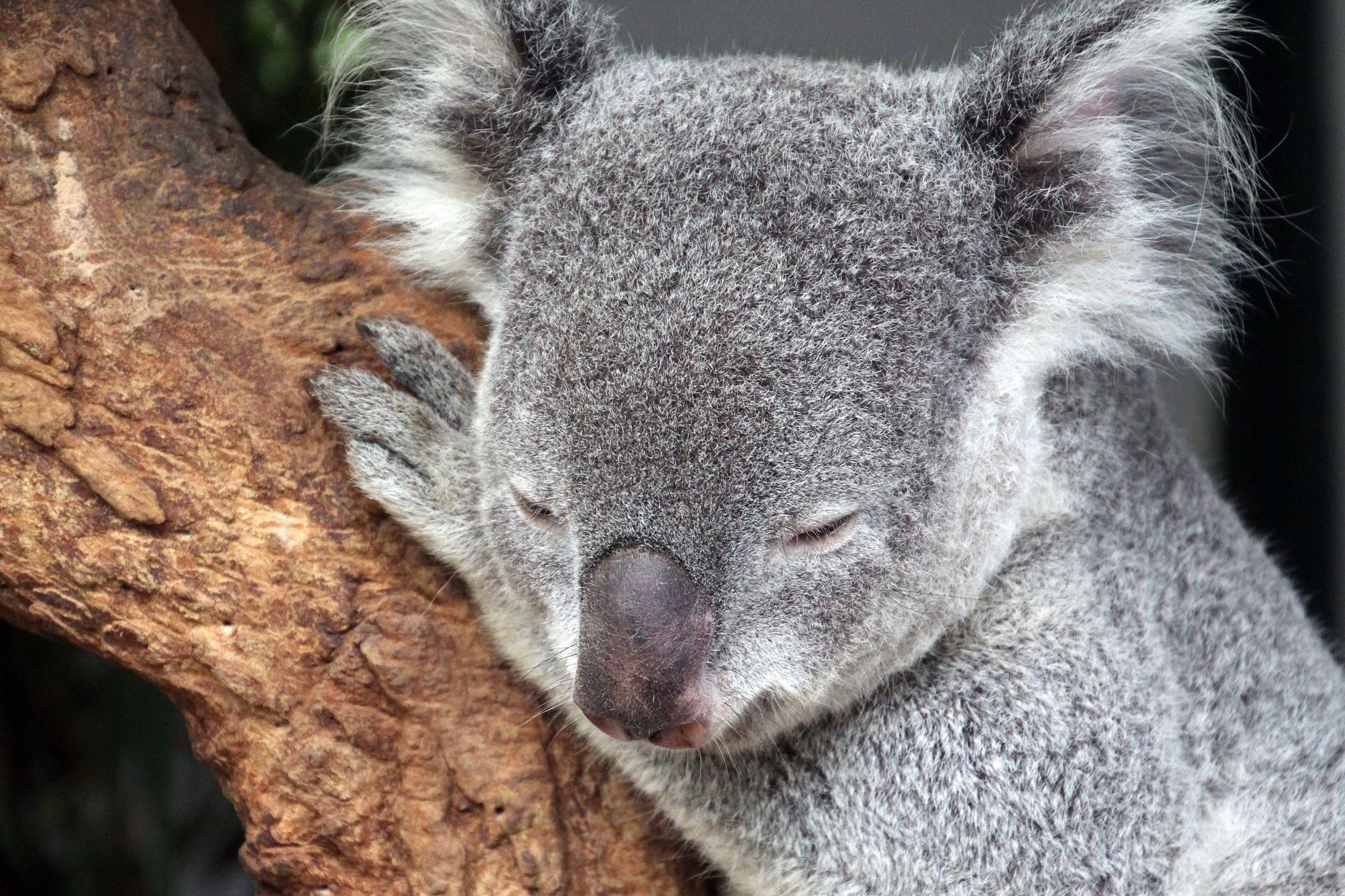 Close-up shot of a serene koala sleeping on a tree in its Australian habitat.
