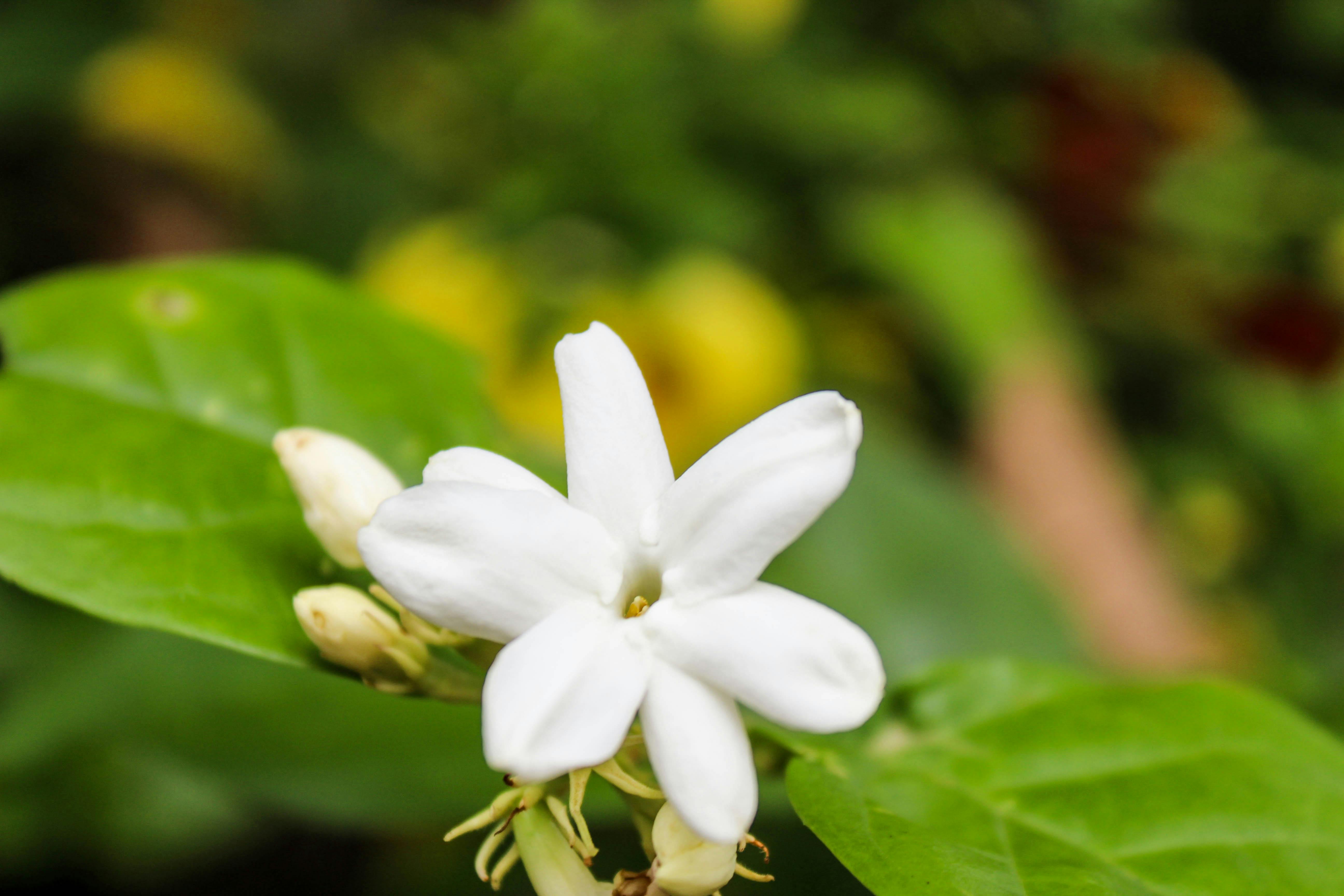 Night Jasmine Flower Hd Wallpaper - Gambar Bunga