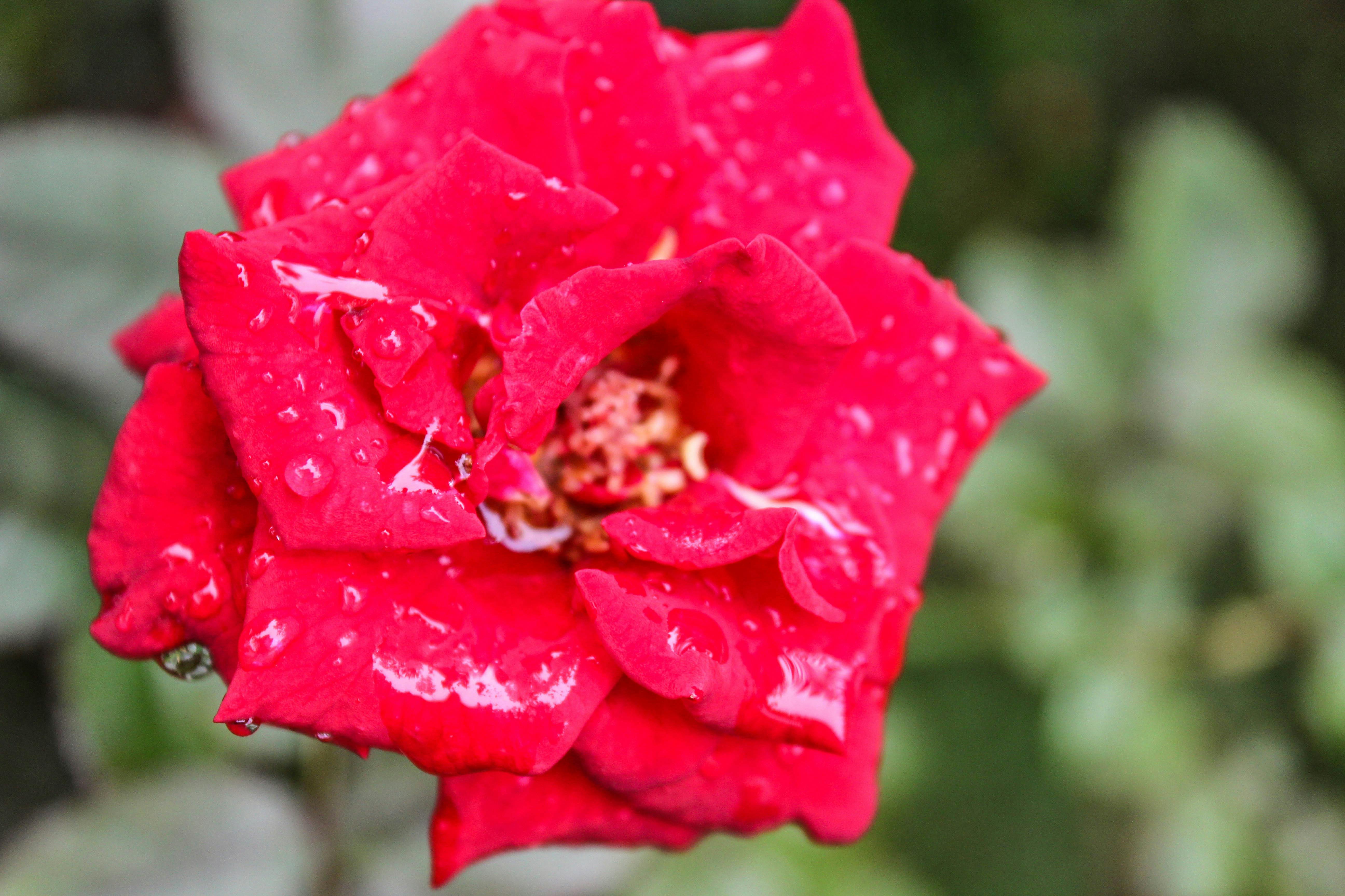 Foto stok gratis tentang daun hijau, Wallpaper HD