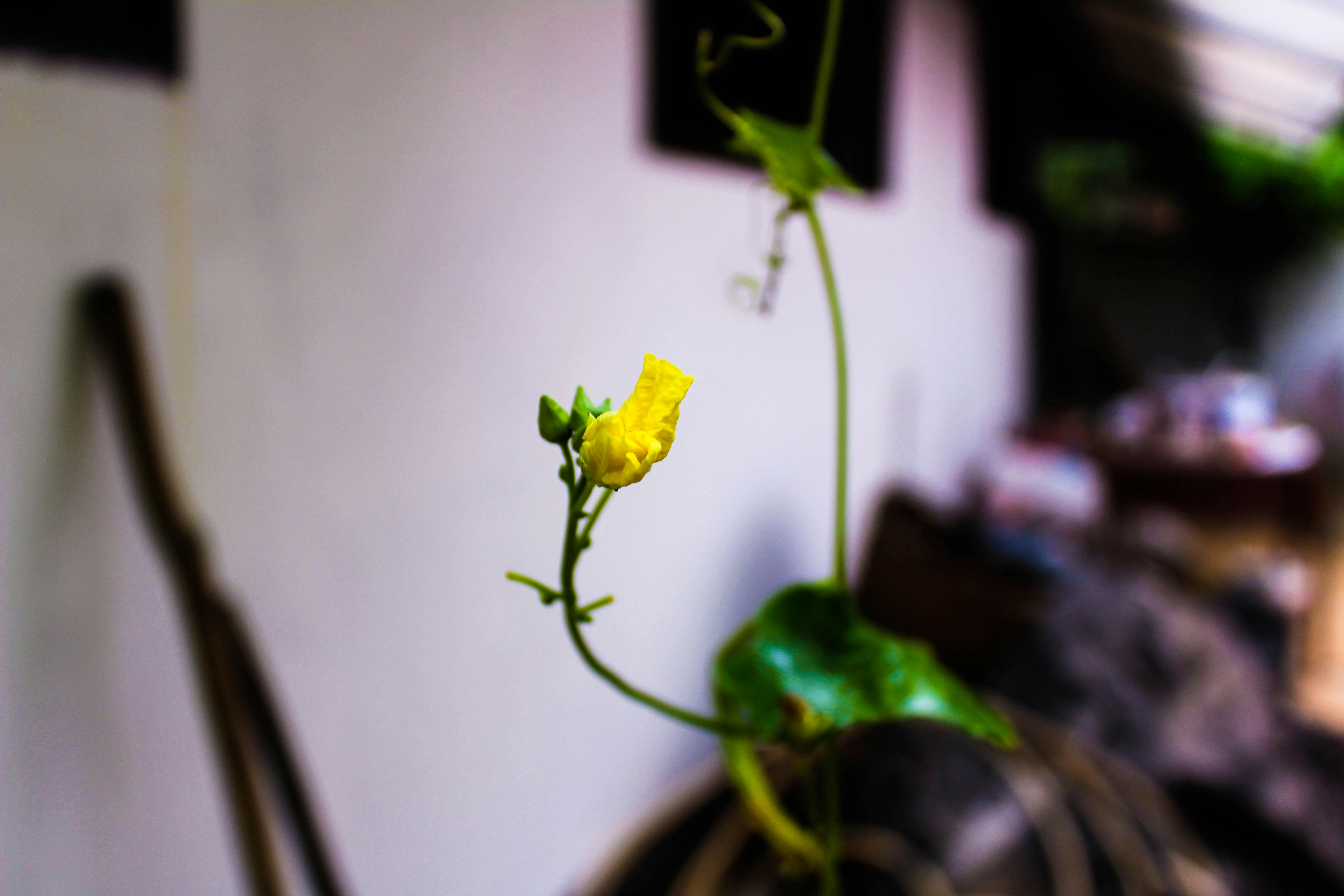 Kostenloses Foto zum Thema: blumen wallpaper, hd wallpaper