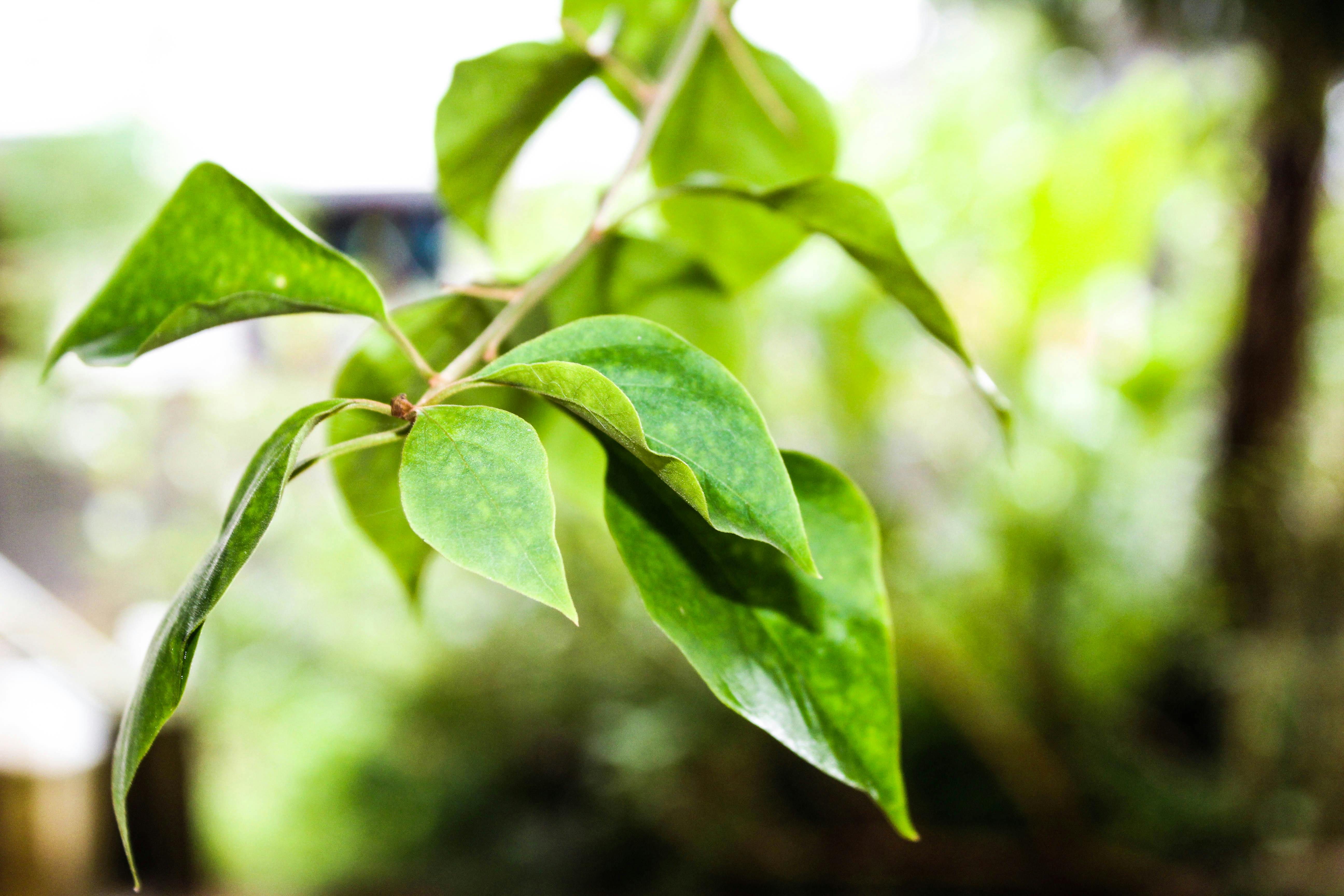 Unduh 100+ Wallpaper Alam Daun Gratis Unduh 100+ Wallpaper Alam Daun Gratis