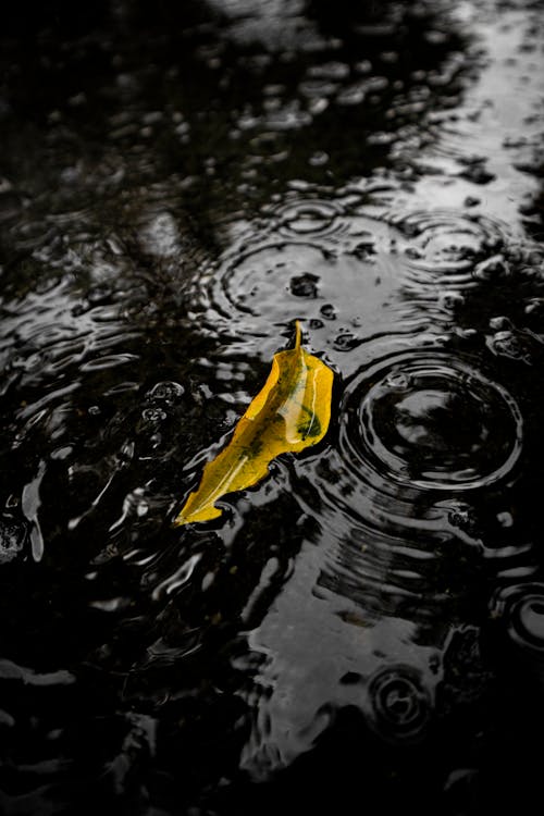 Yellow Leaf Floating on Water