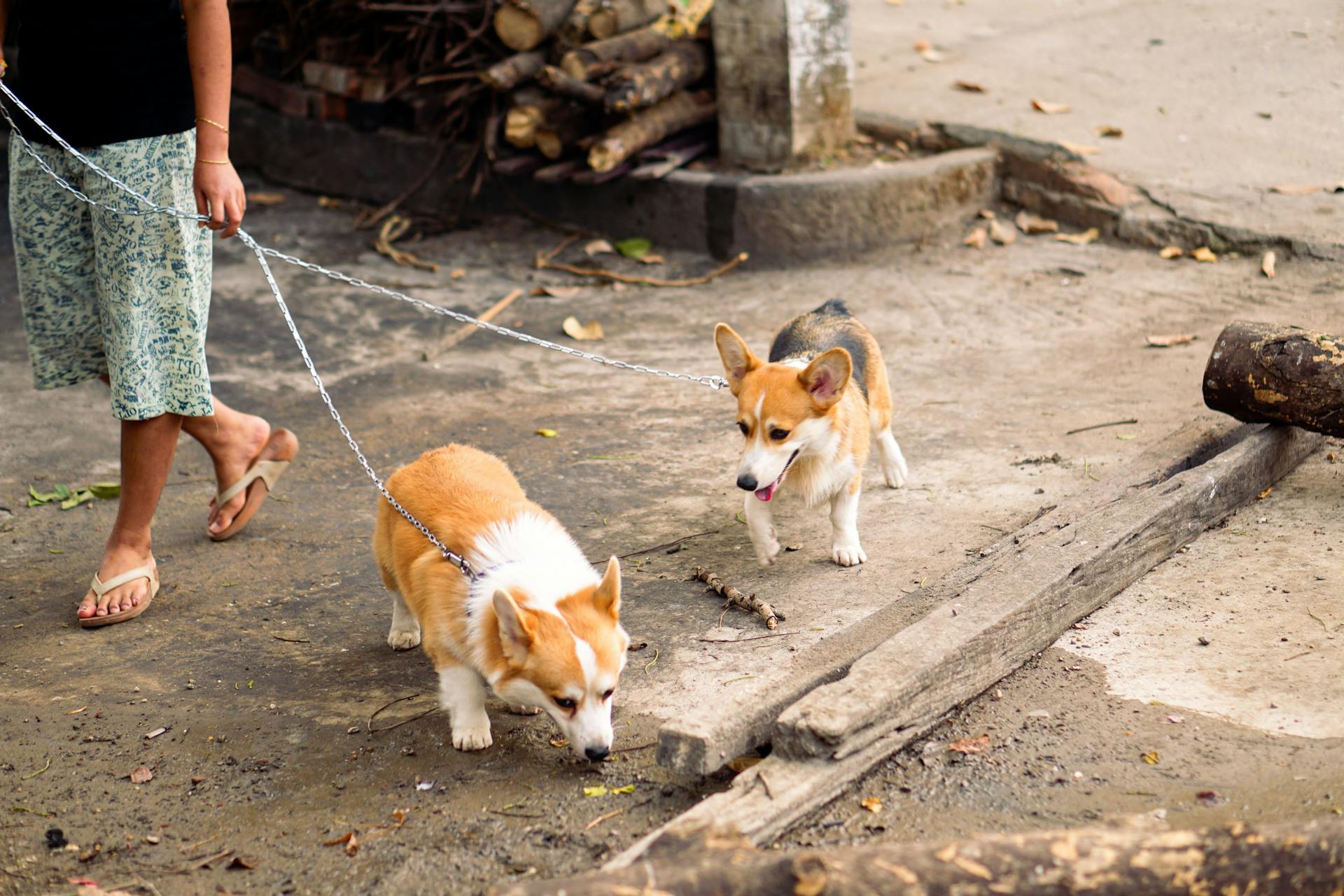 From above of crop unrecognizable female walking Pembroke Welsh Corgi dogs with bright fluffy fur on city street