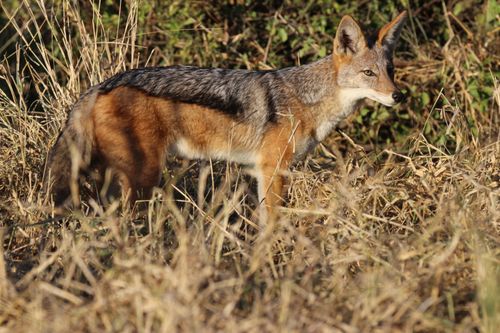 Free A Black-Backed Jackal (Canis mesomelas) in South African dry grass environment. Stock Photo