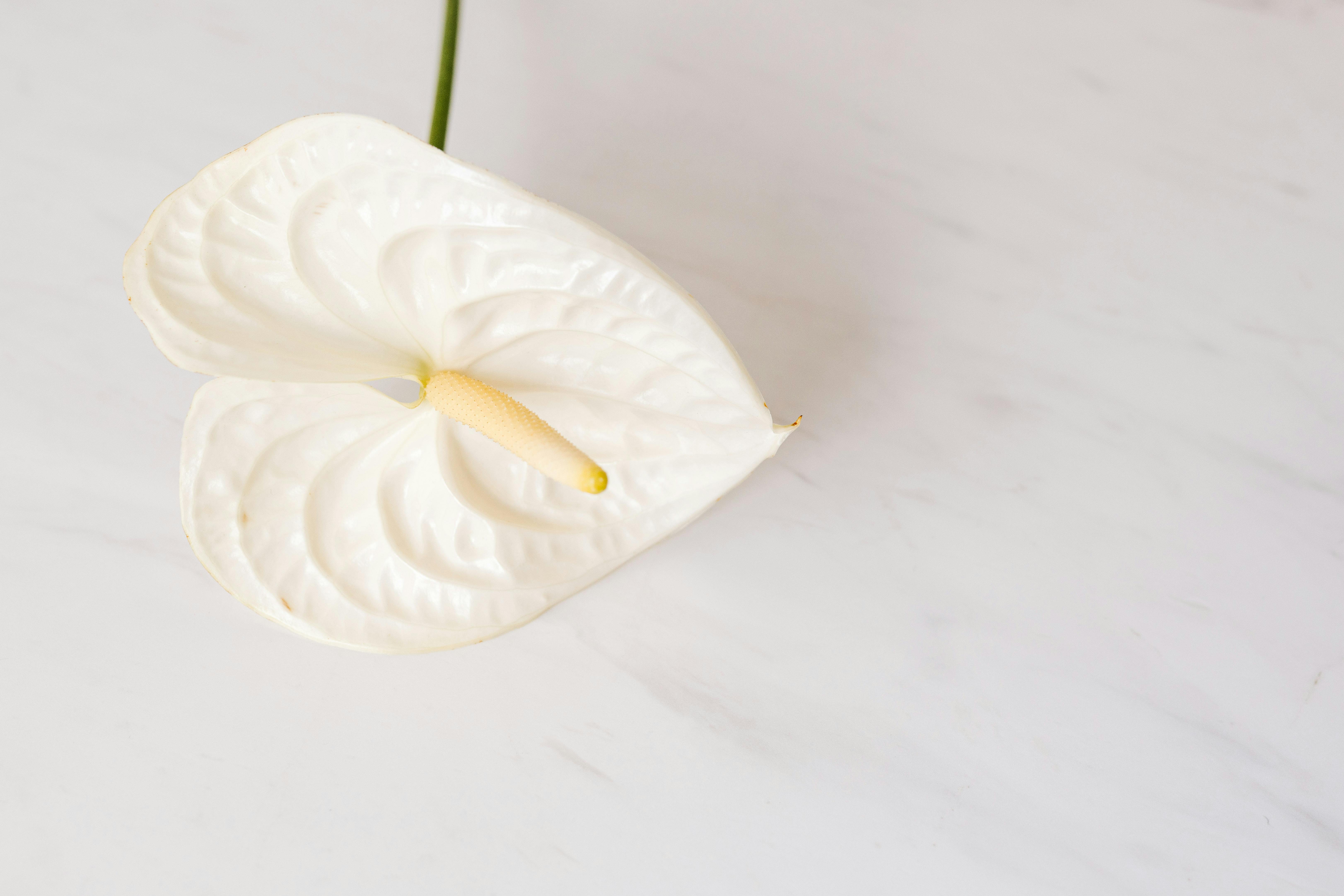 tender flower on white marble background