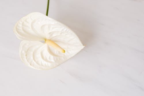 Tender flower on white marble background