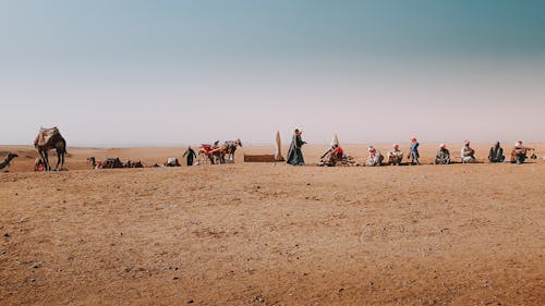 Group of people with camels in sandy desert