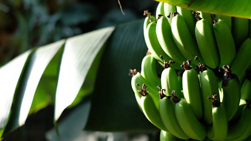バナナ, バナナの木, ブラジル 的 免費圖庫相片