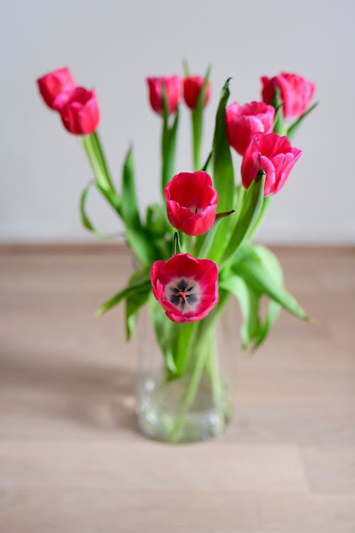 Bouquet of bright red tulips in vase placed on lumber table in room