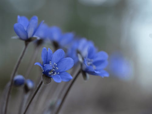 Blooming Blue Hepaticia Flowers