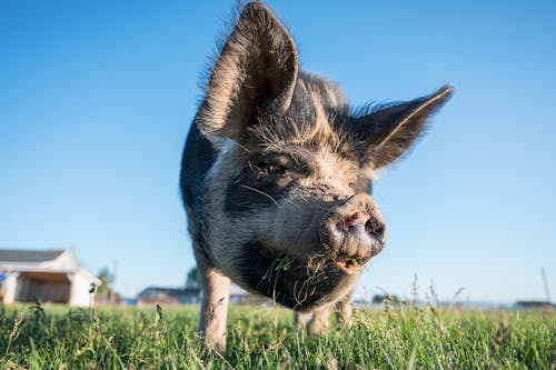 Curious pig in enclosure in village