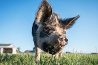 Curious pig in enclosure in village