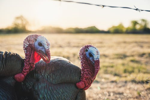 Side view of turkeys with red skin on neck and head and gray plumage on farm