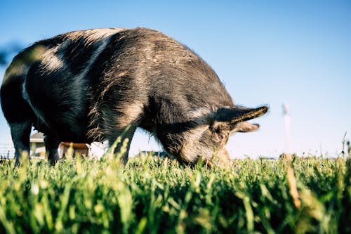 Side view of adorable pig with black fur walking along field and eating grass in countryside