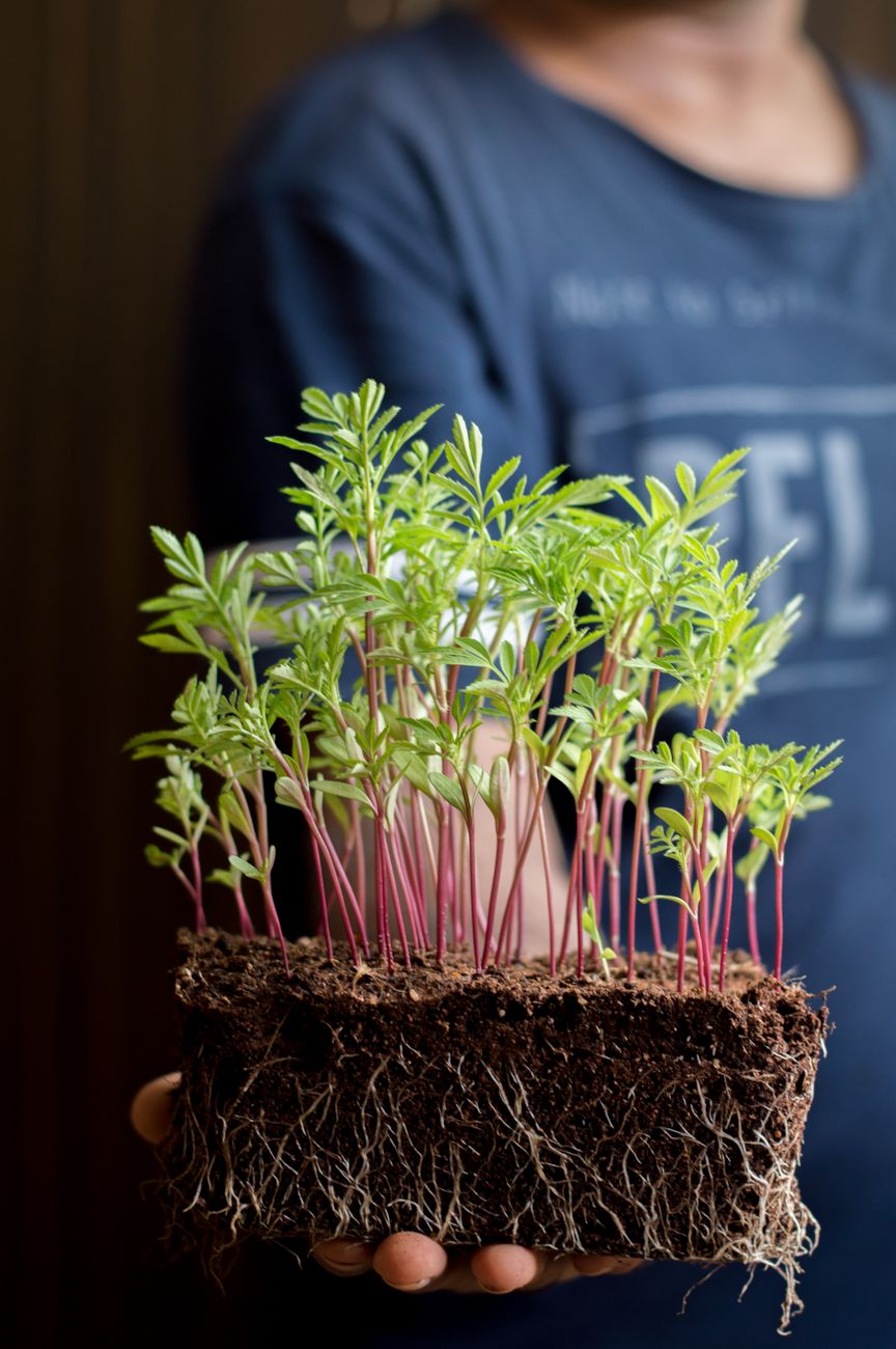 pinched cosmos seedling