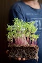 Person Holding Green Plant