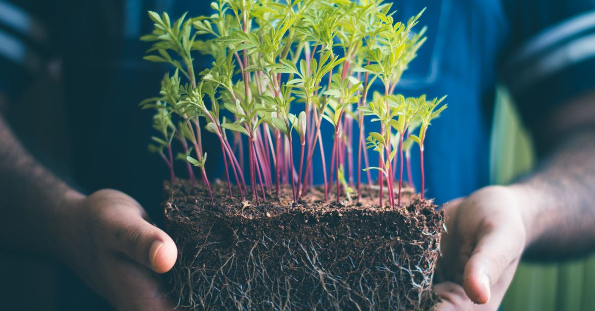 Photo by Ravi Kant Close-up of hands holding green seedlings with visible soil and roots, capturing growth concept.