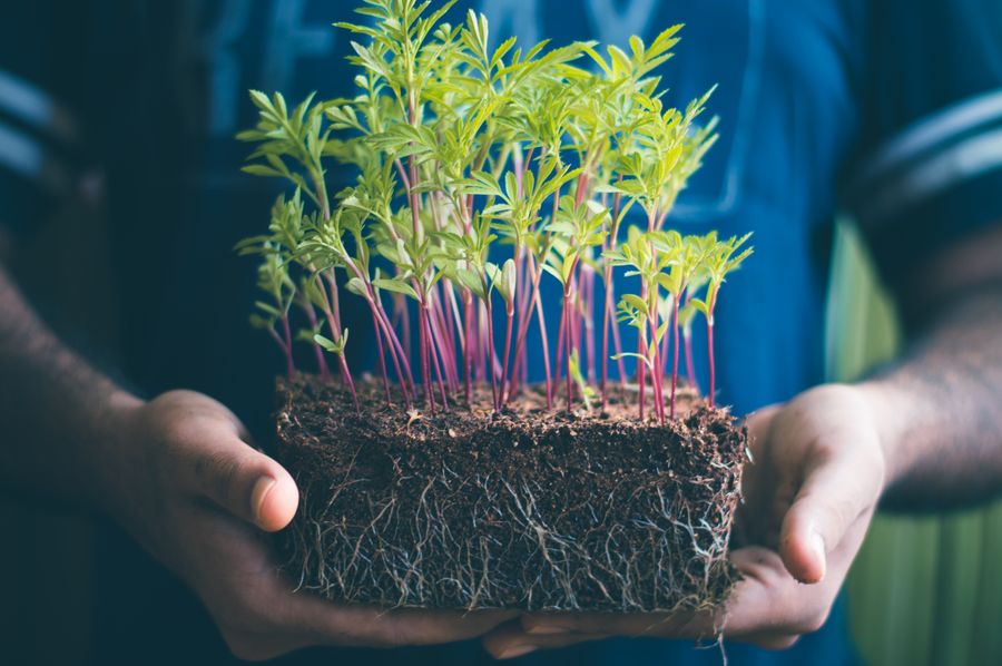 Pessoa segurando planta verde nas mãos